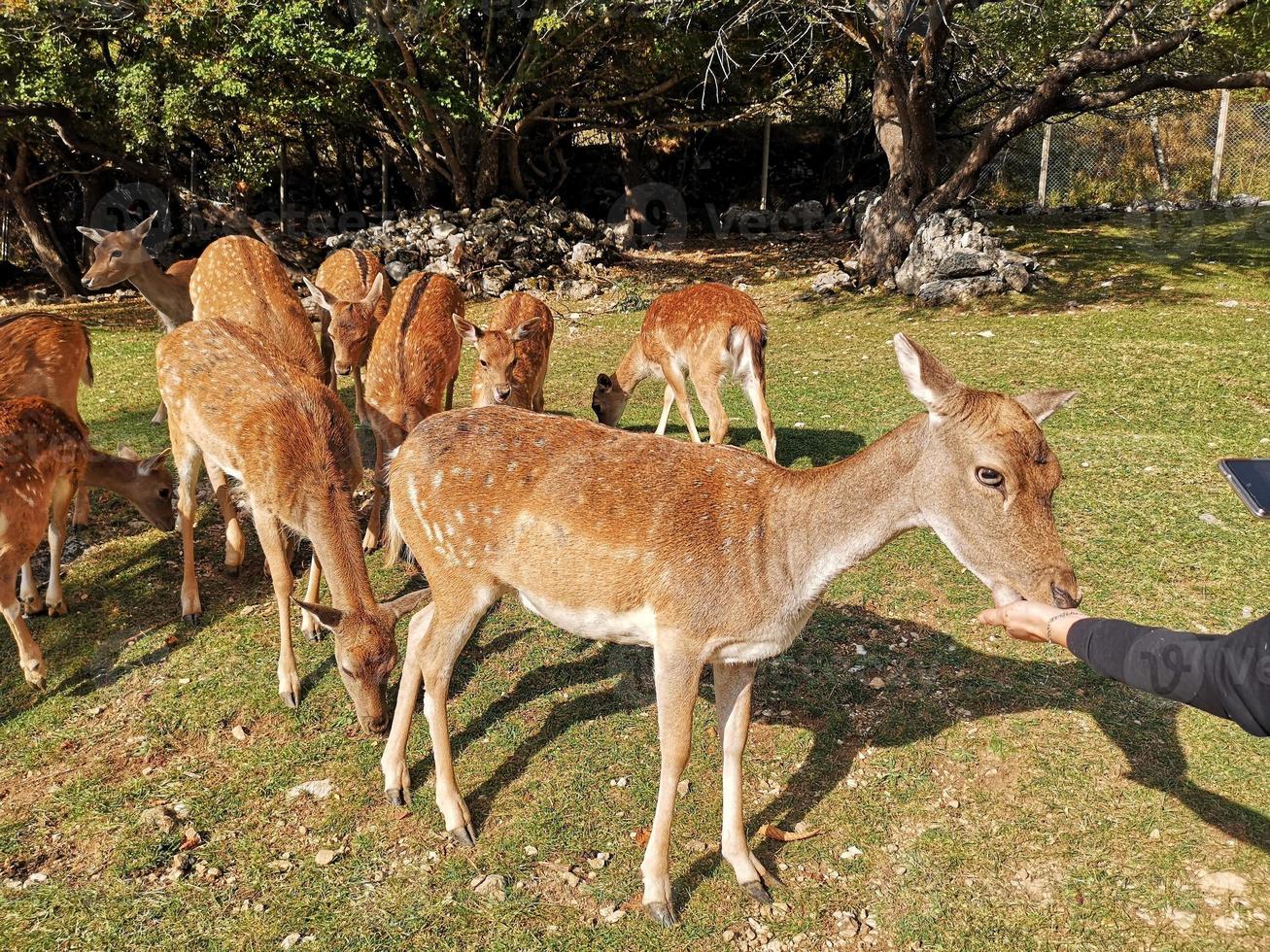 female fallow deer in the national park of abruzzo photo