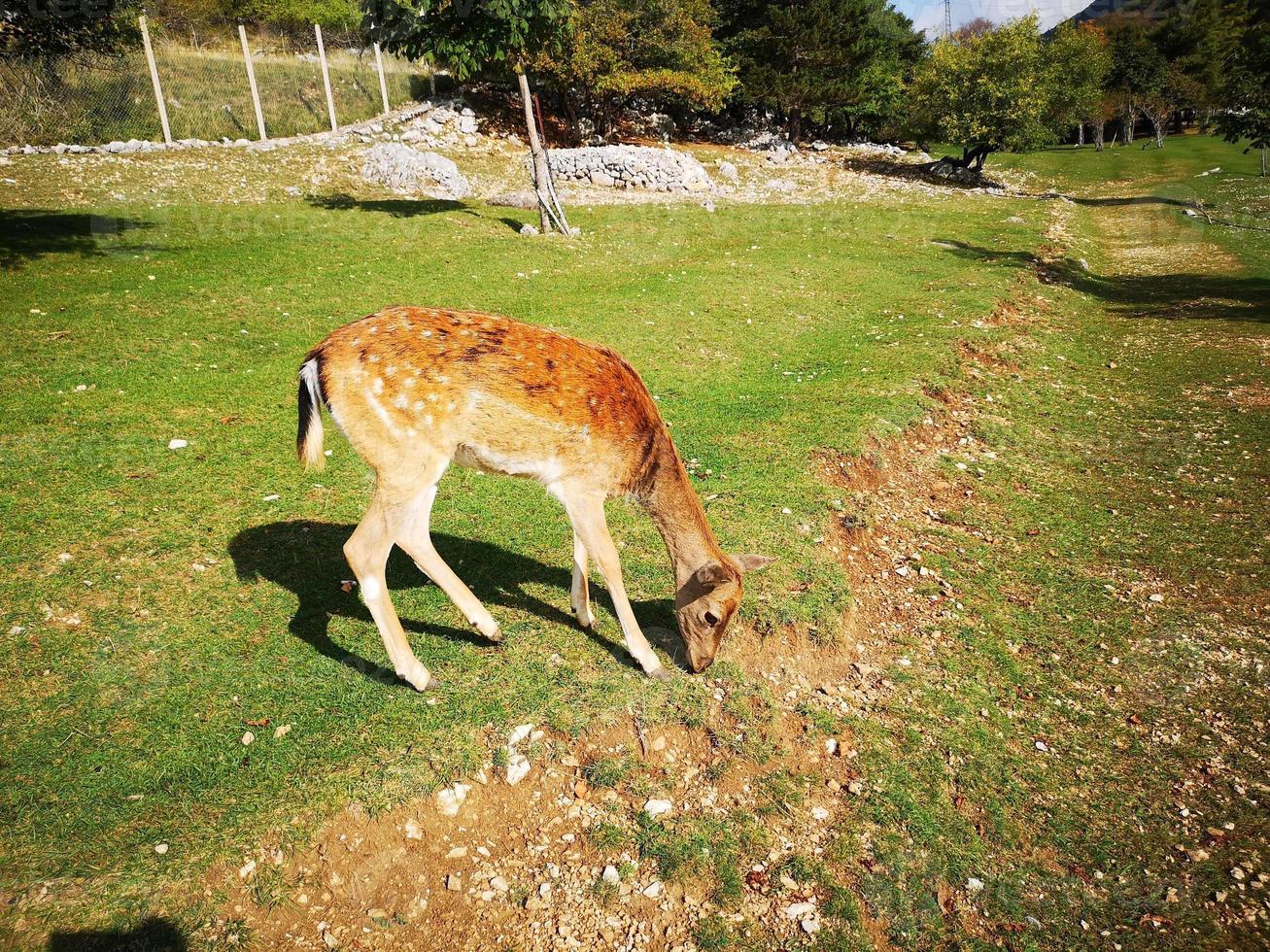female fallow deer in the national park of abruzzo photo