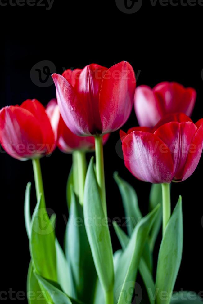 tulipanes rojos con gotas de agua en primavera foto