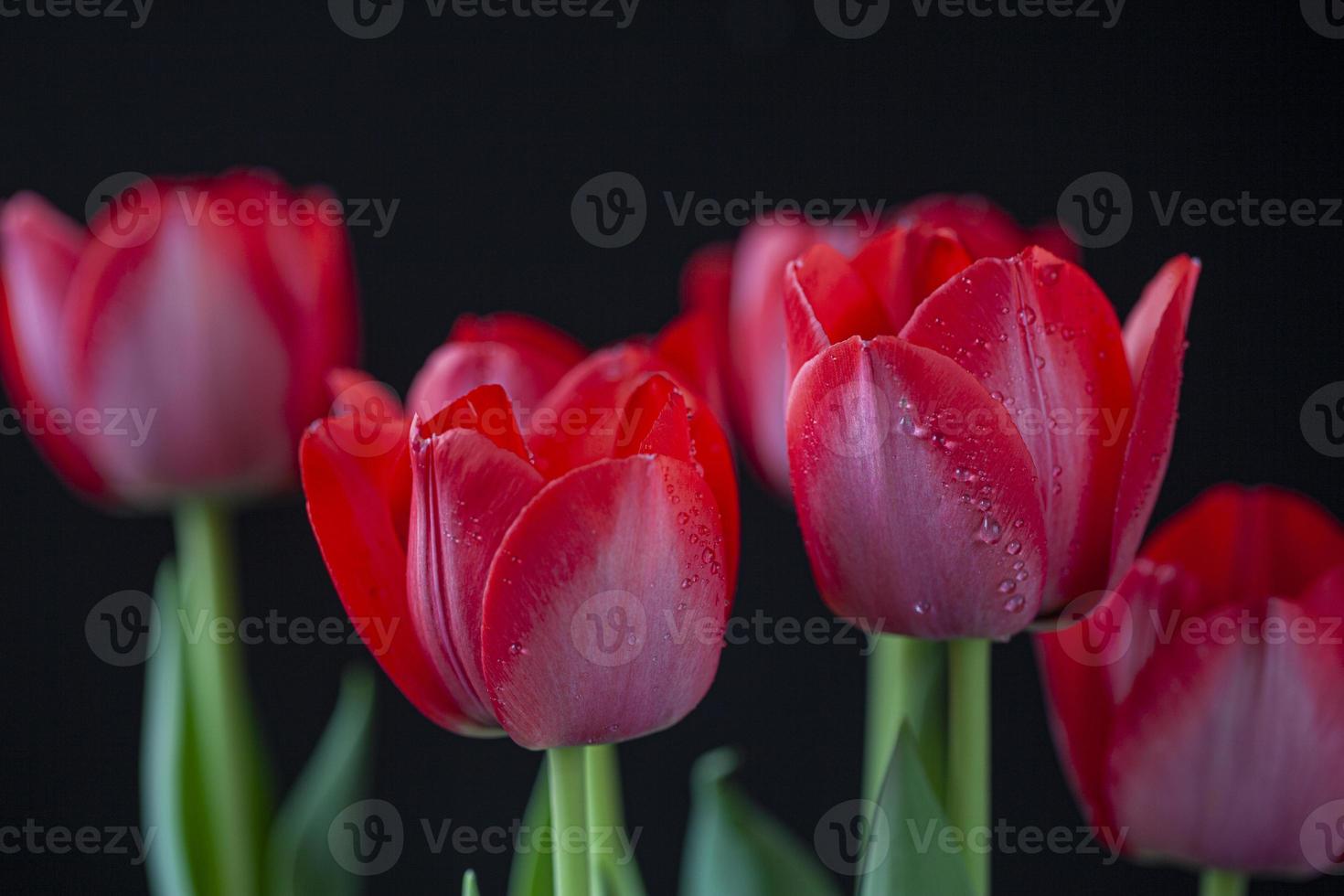 tulipanes rojos con gotas de agua en primavera foto