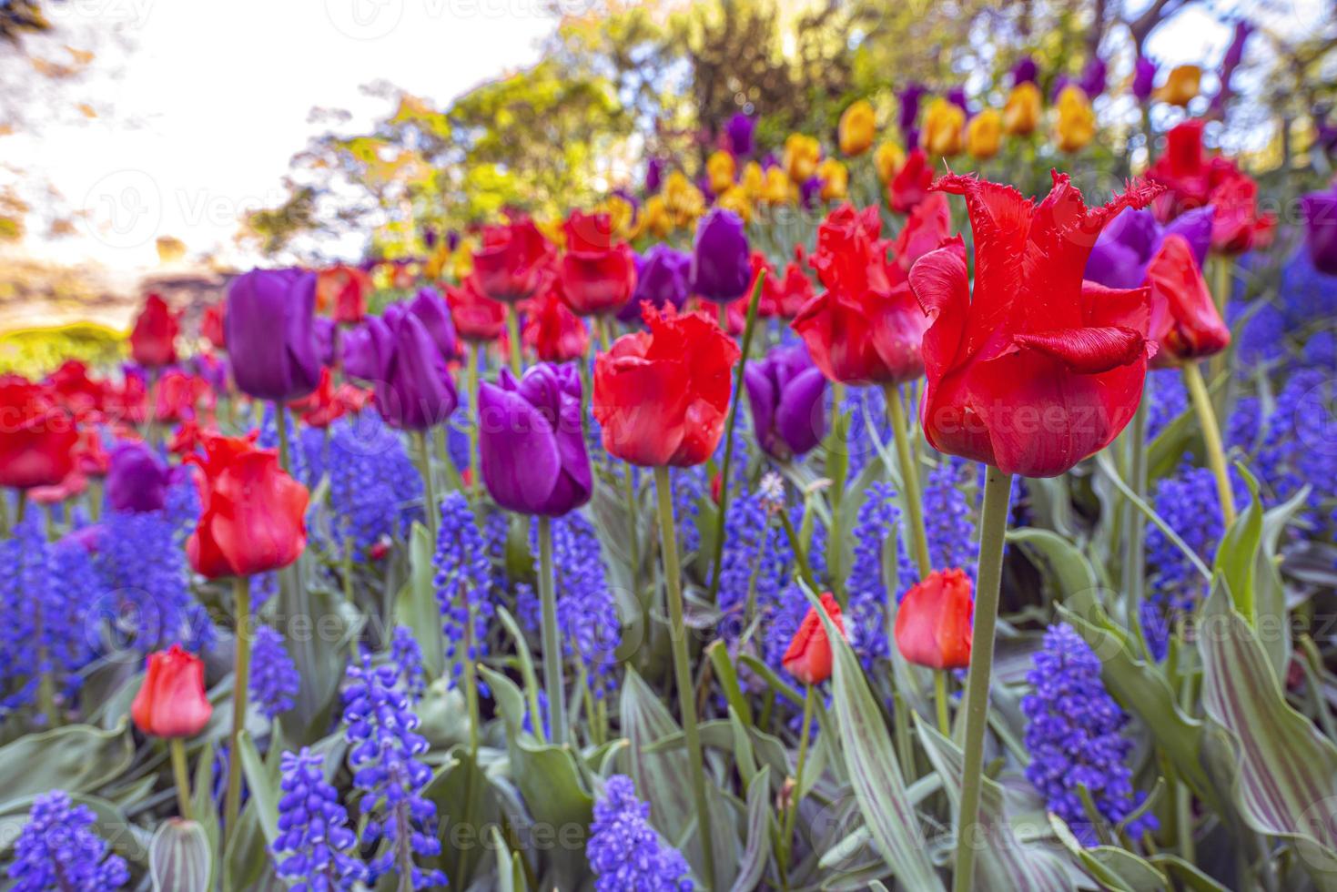 Red tulips with water drops in spring photo