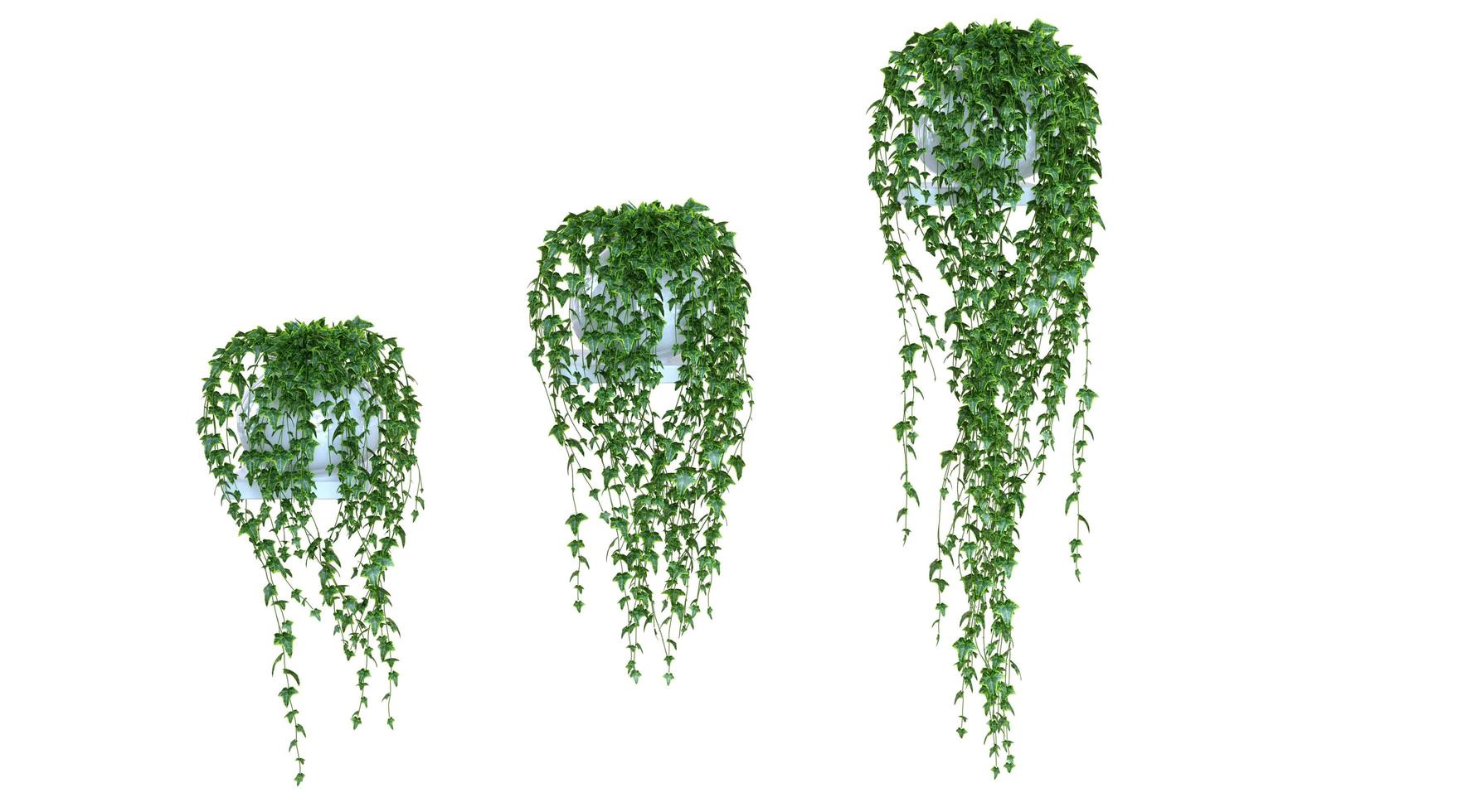 Hanging Plant 3d Rendering photo