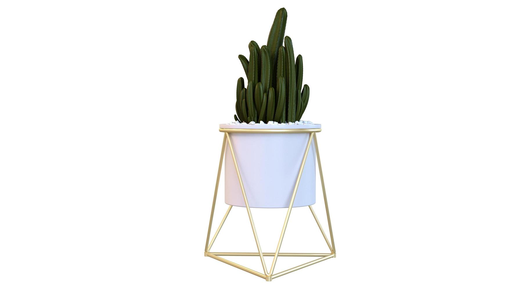 Cactus in a White Pot photo