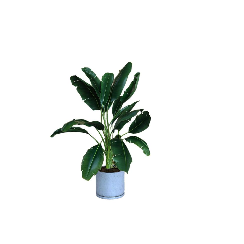 3d render of interior plant in pot isolated photo