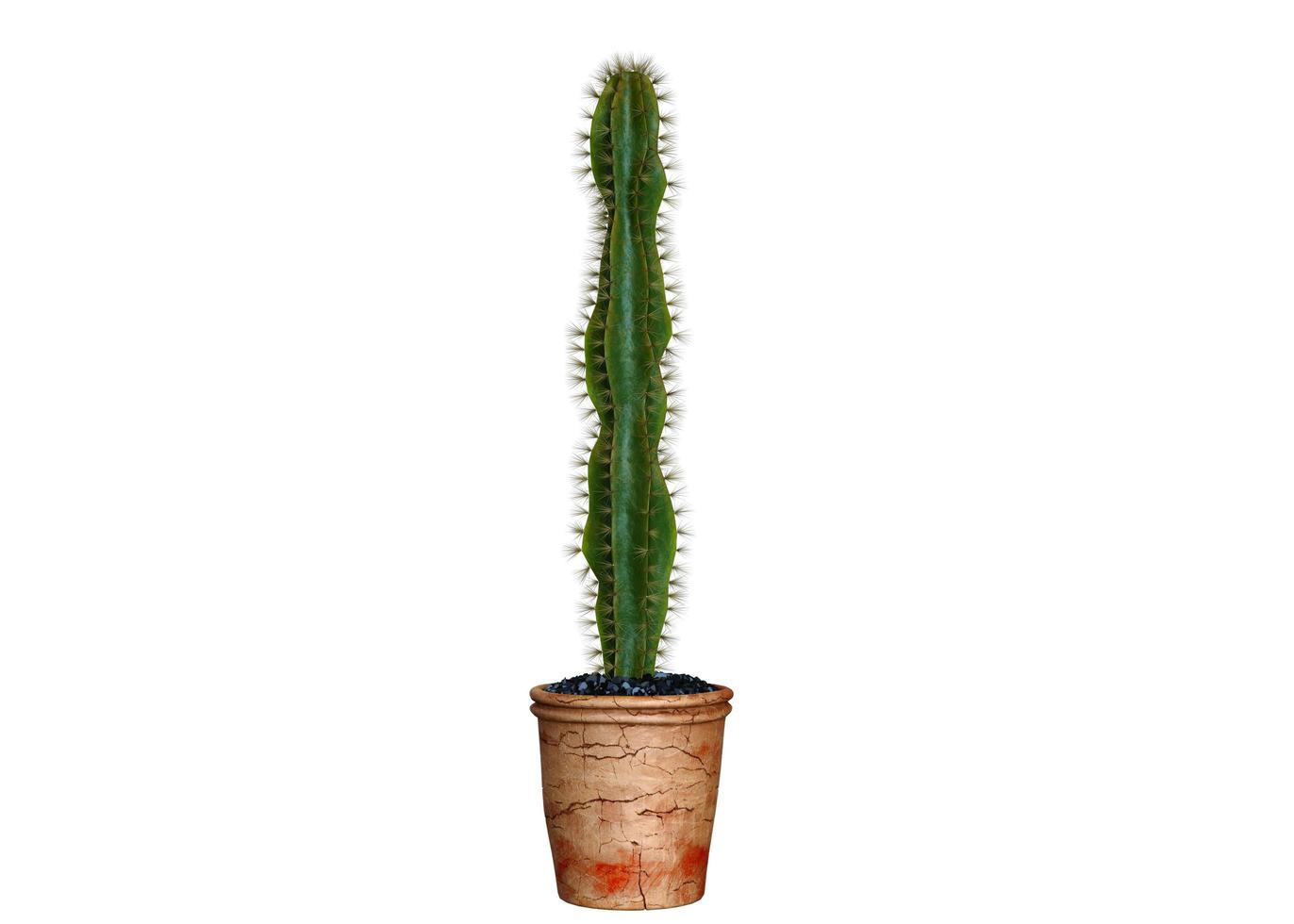 Cactus 3d Render photo
