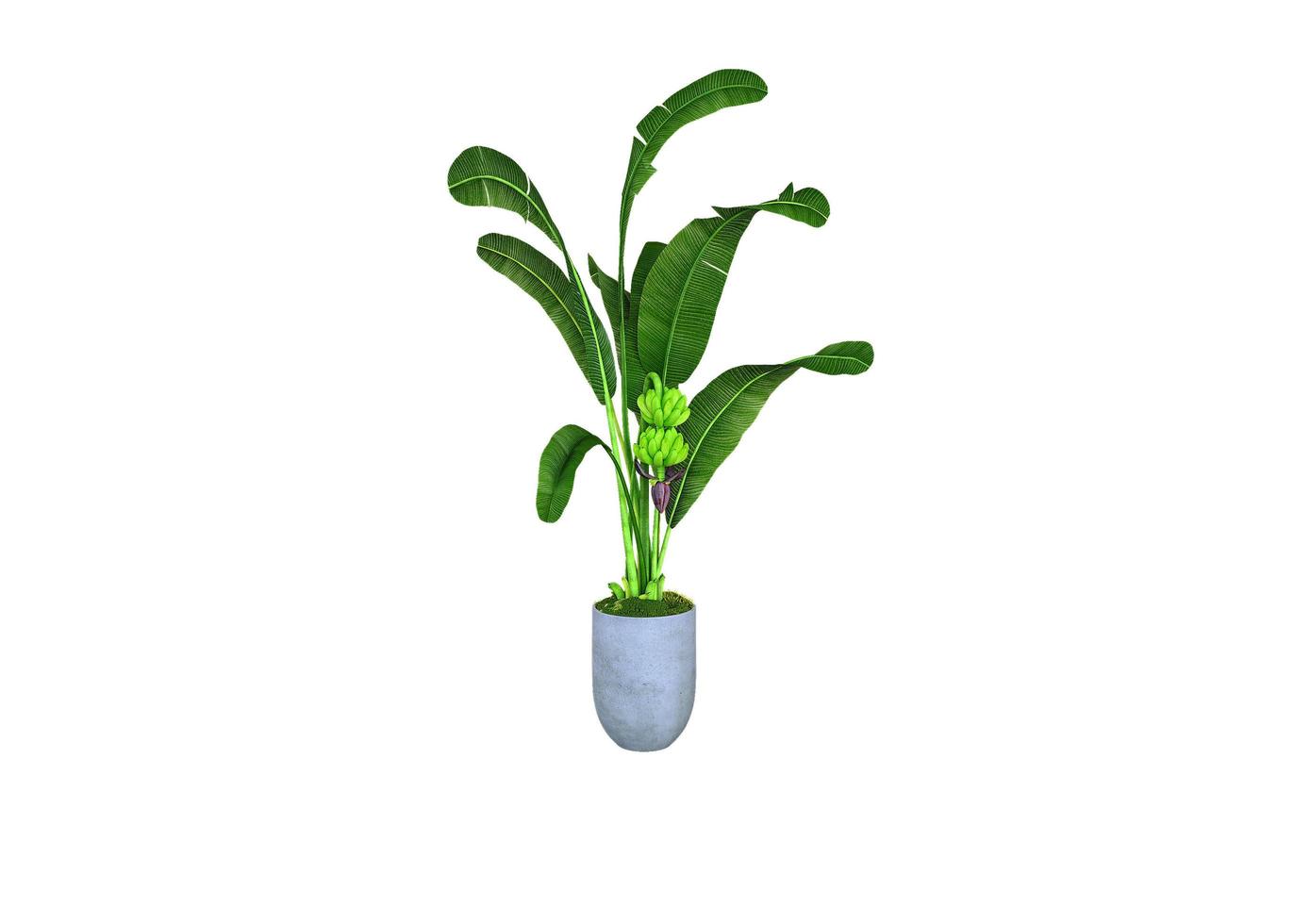 Render of isolated plant photo