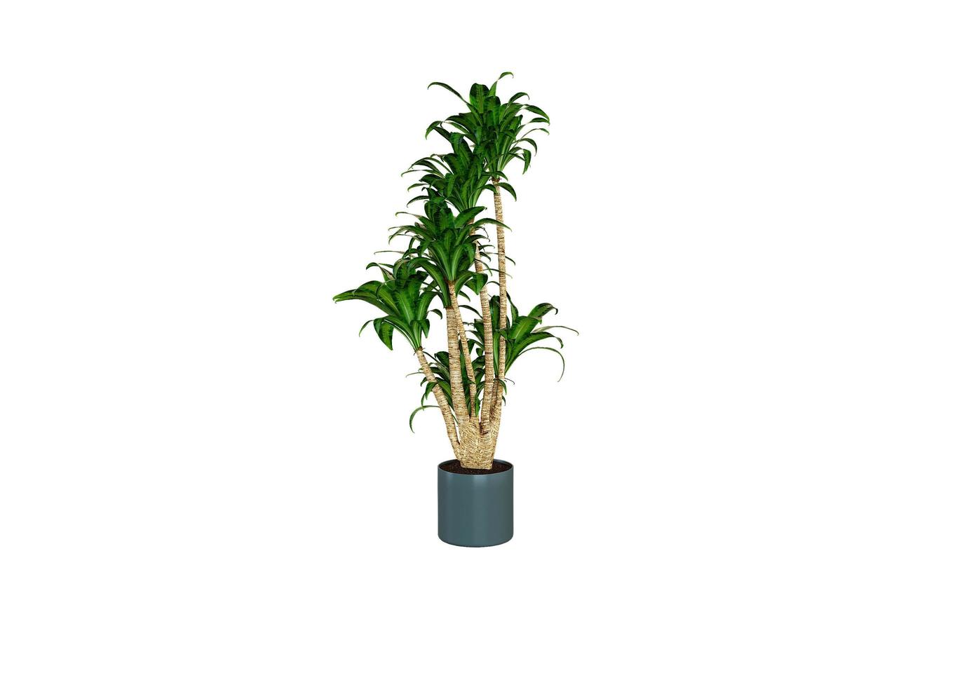 3d render of interior plant in pot isolated photo