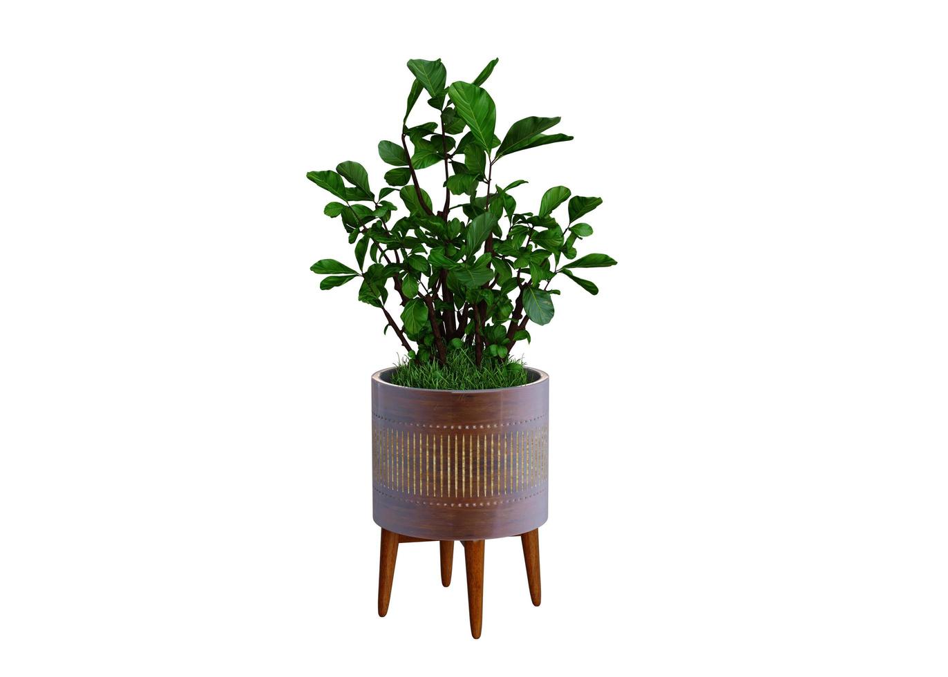 Render of isolated plant photo