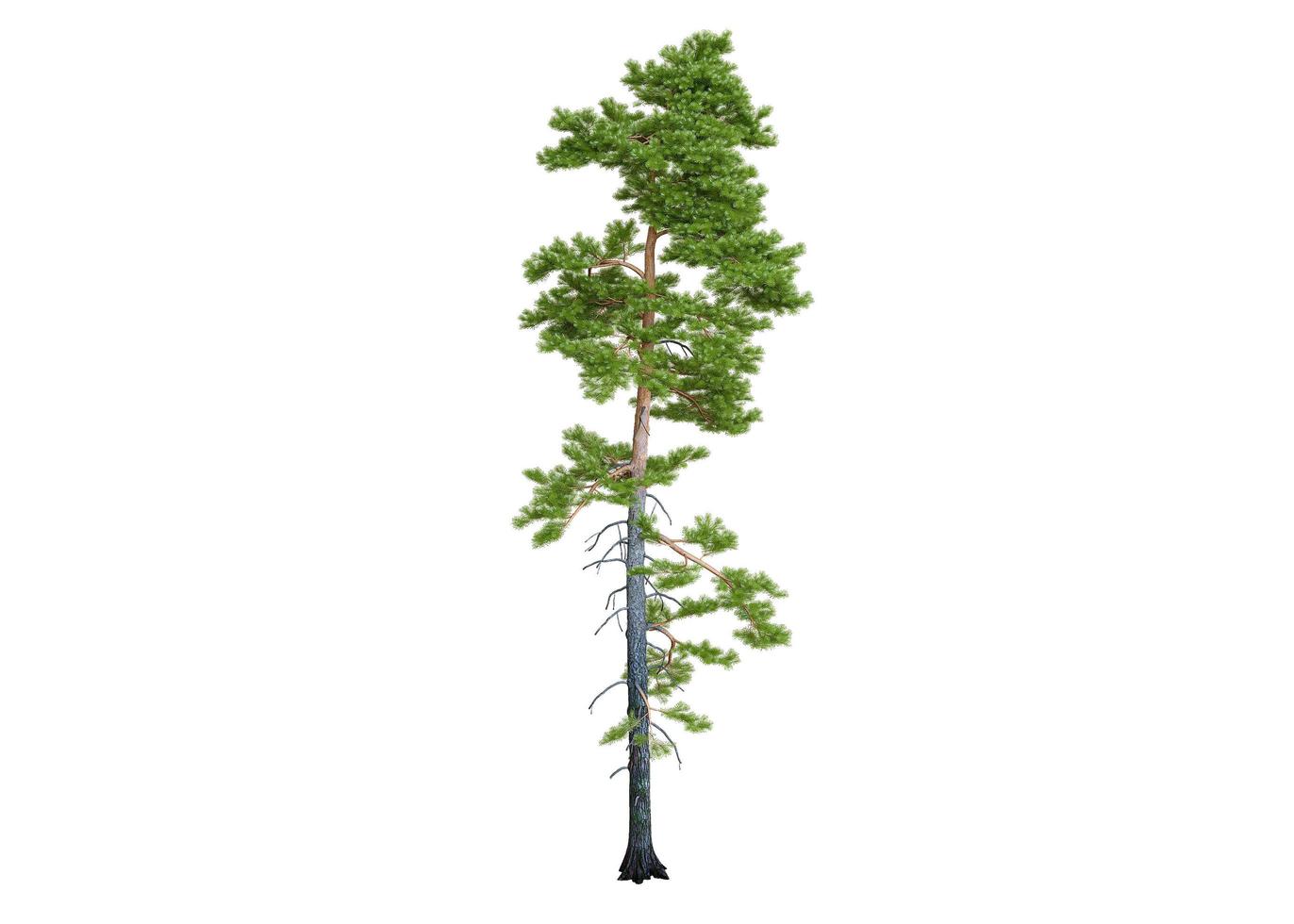 Nature object tree isolated on white photo