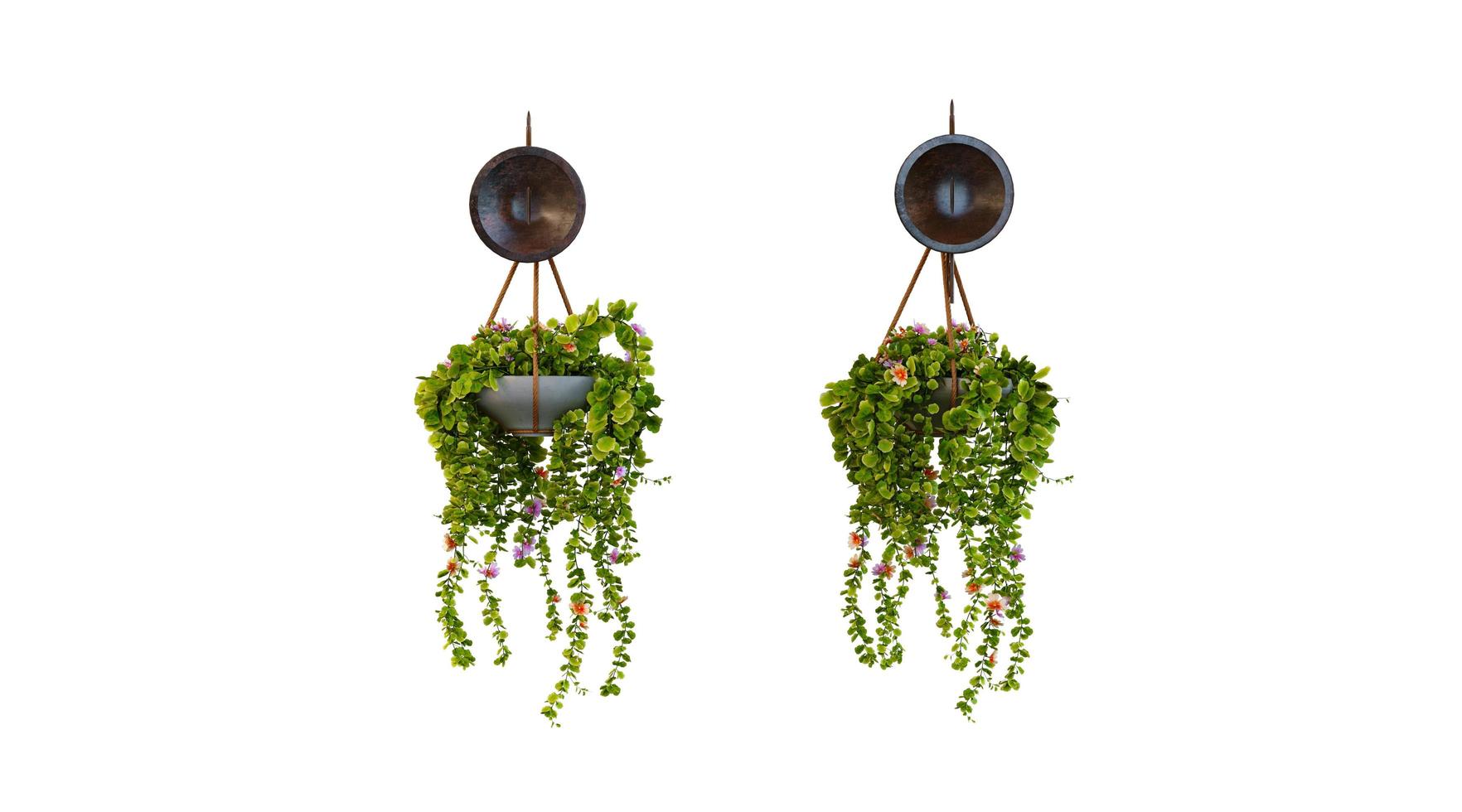 Hanging Plant 3d Rendering photo