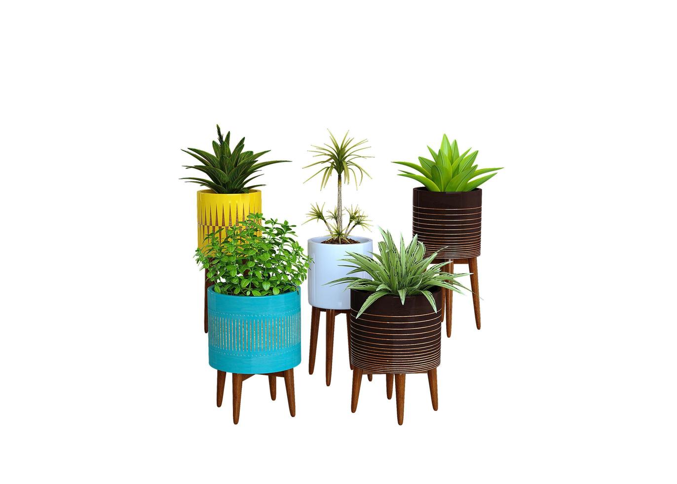 Houseplants in Colorful Pots photo