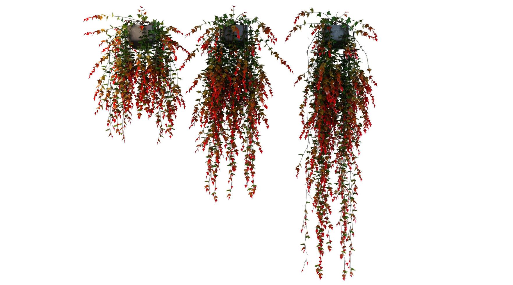 Hanging Plant 3d Rendering photo