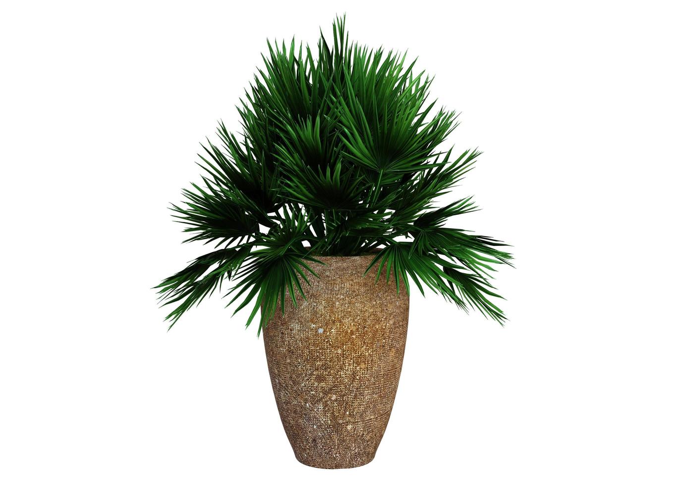 Green Plant in Vase photo