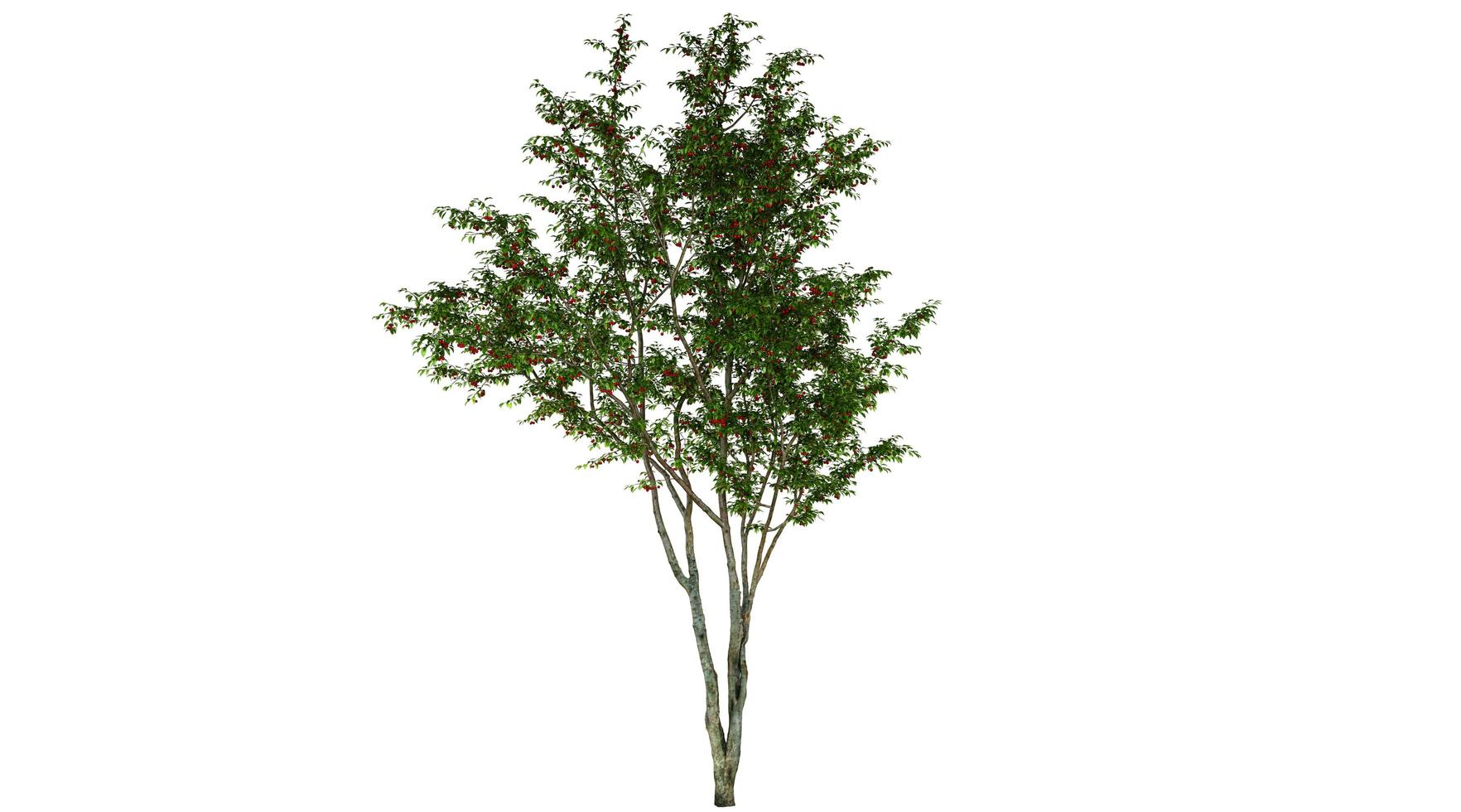 Cherry Tree White Background 3d Rendering photo