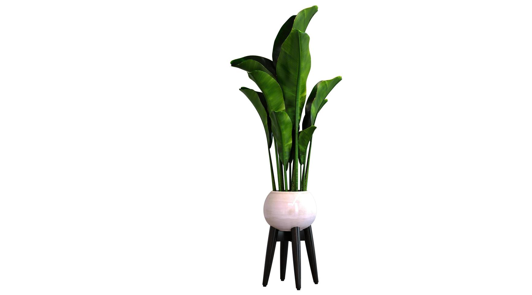 Green Plant 3d Rendering photo