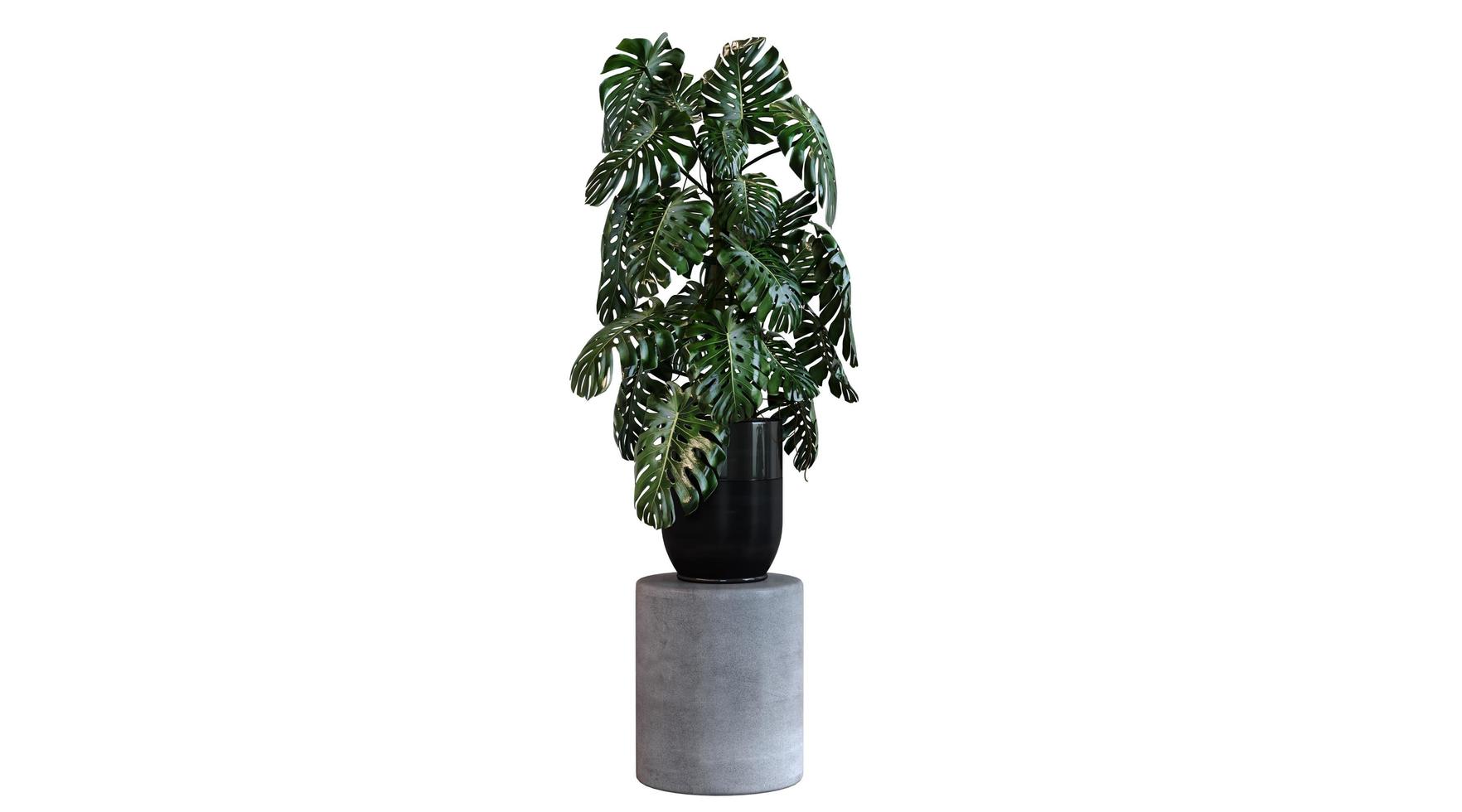 Plant 3d Rendering photo