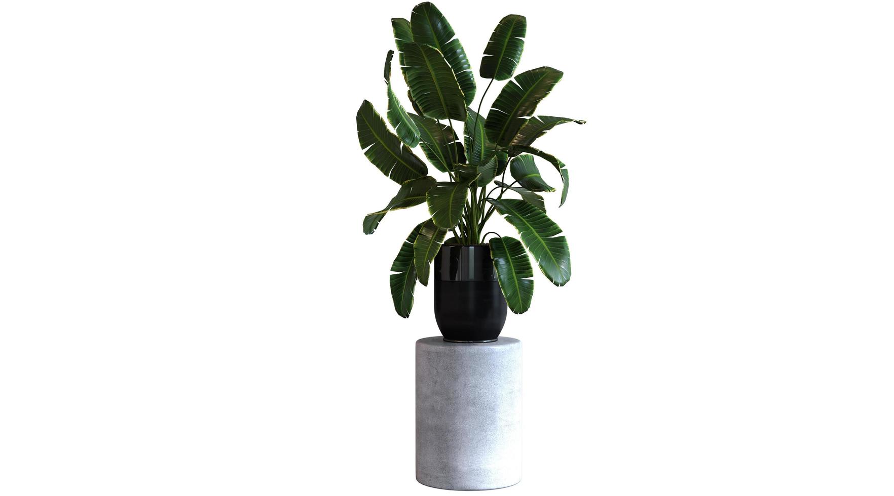 Plant 3d Rendering photo