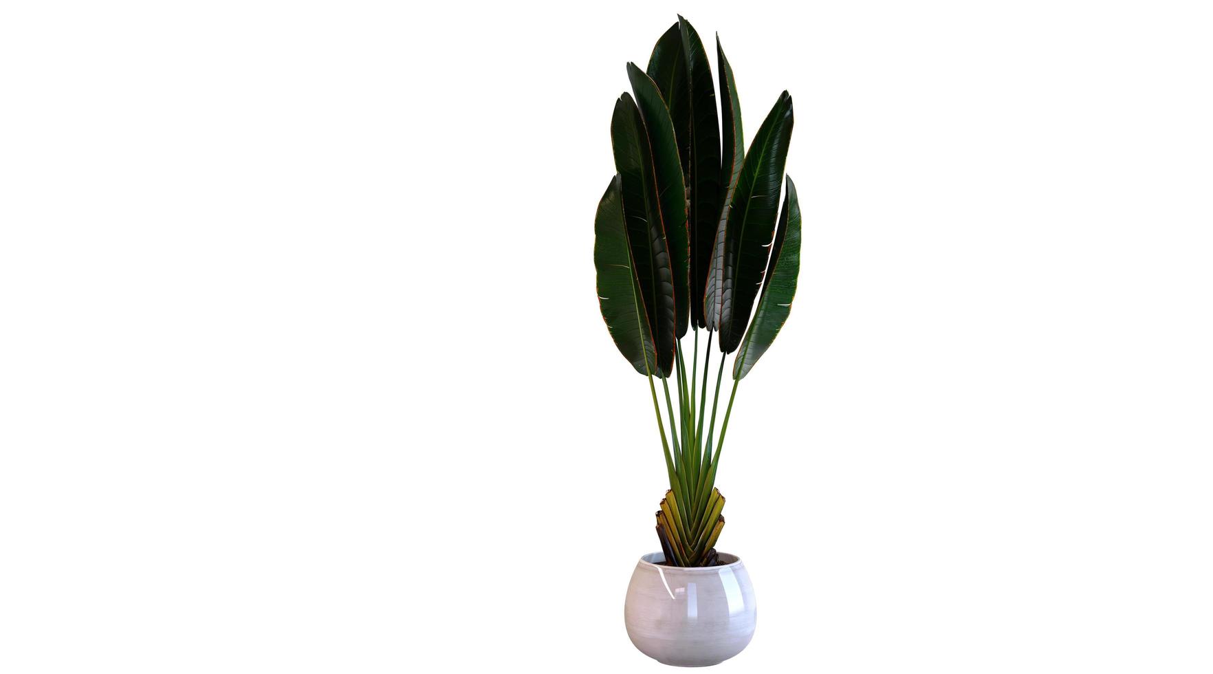 Plant 3d Rendering photo