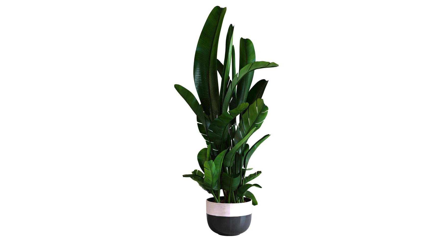 Plant 3d Rendering photo