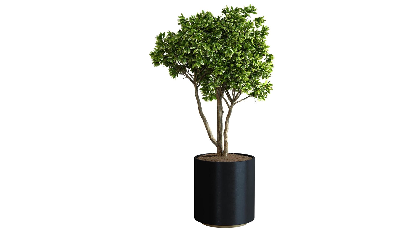 Realistic 3d render of potted plant isolated photo