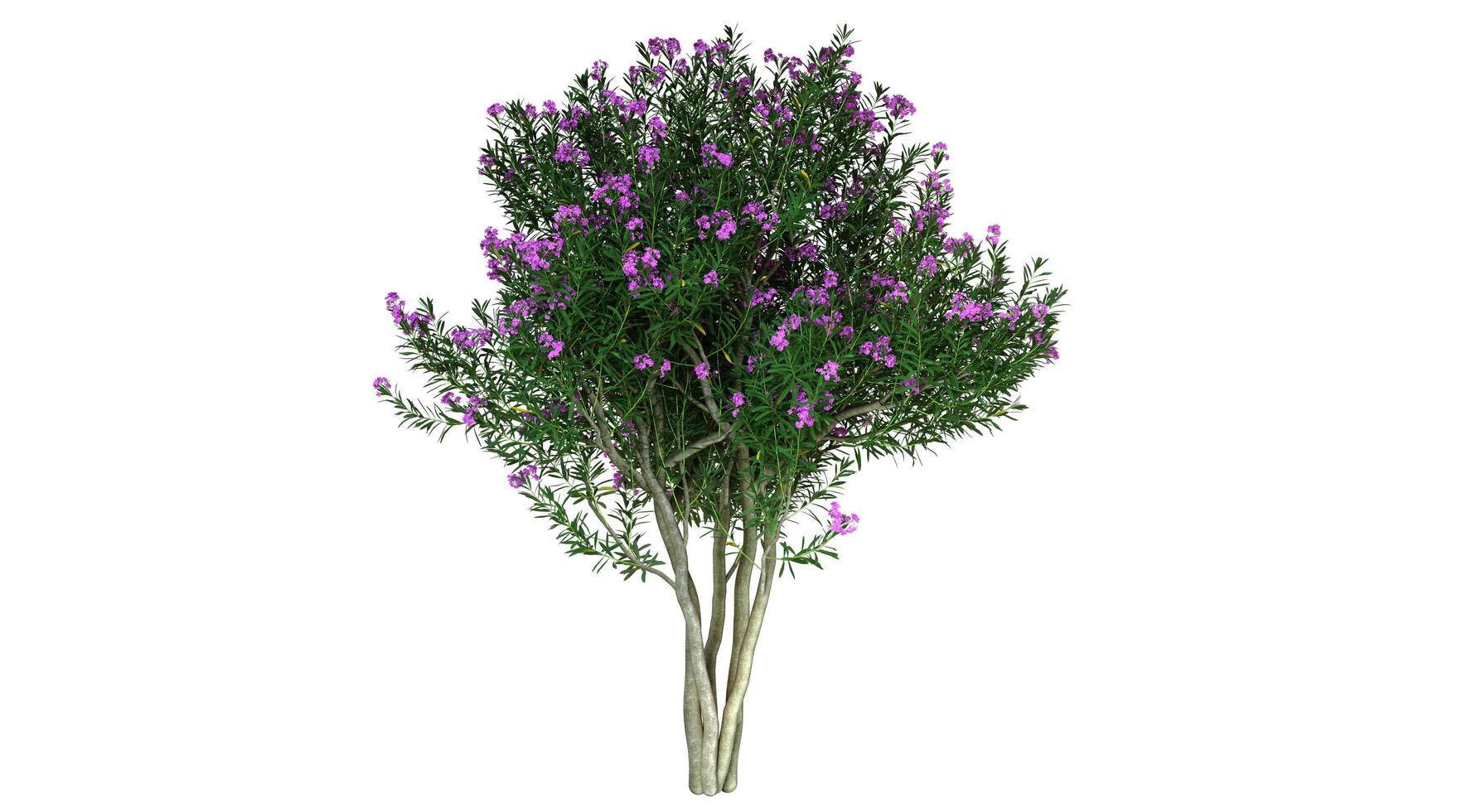 Purple Flowering Tree 3d Render photo