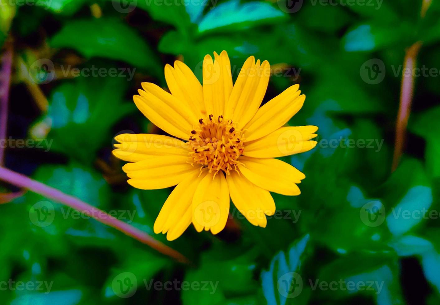 flor de la margarita en el fondo de hojas verdes foto