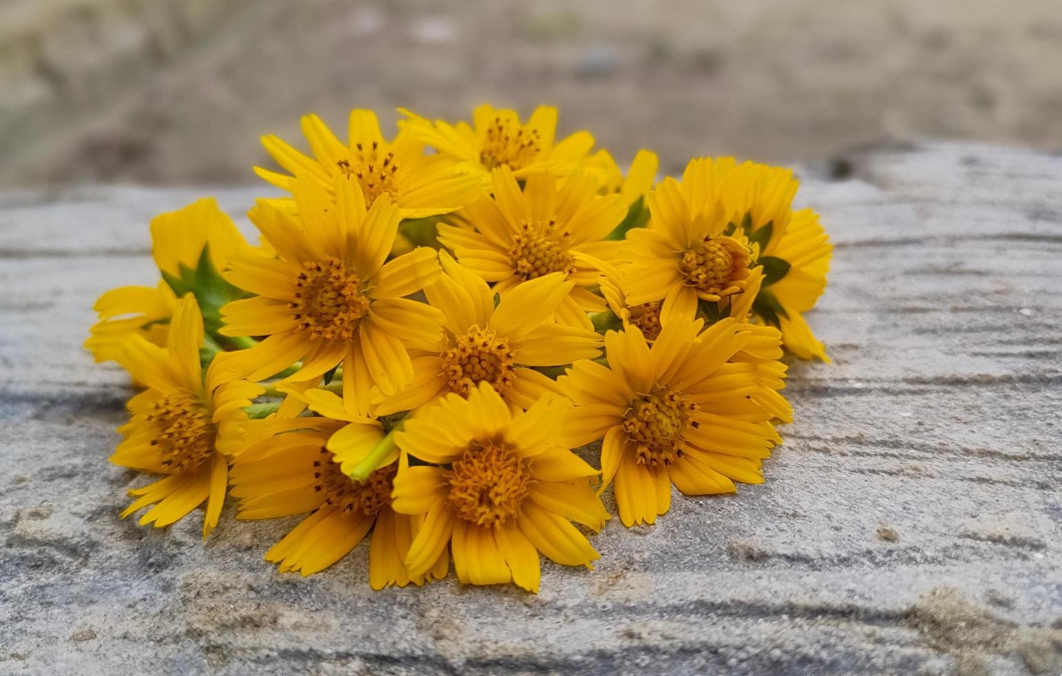 Wild flower on Wood photo