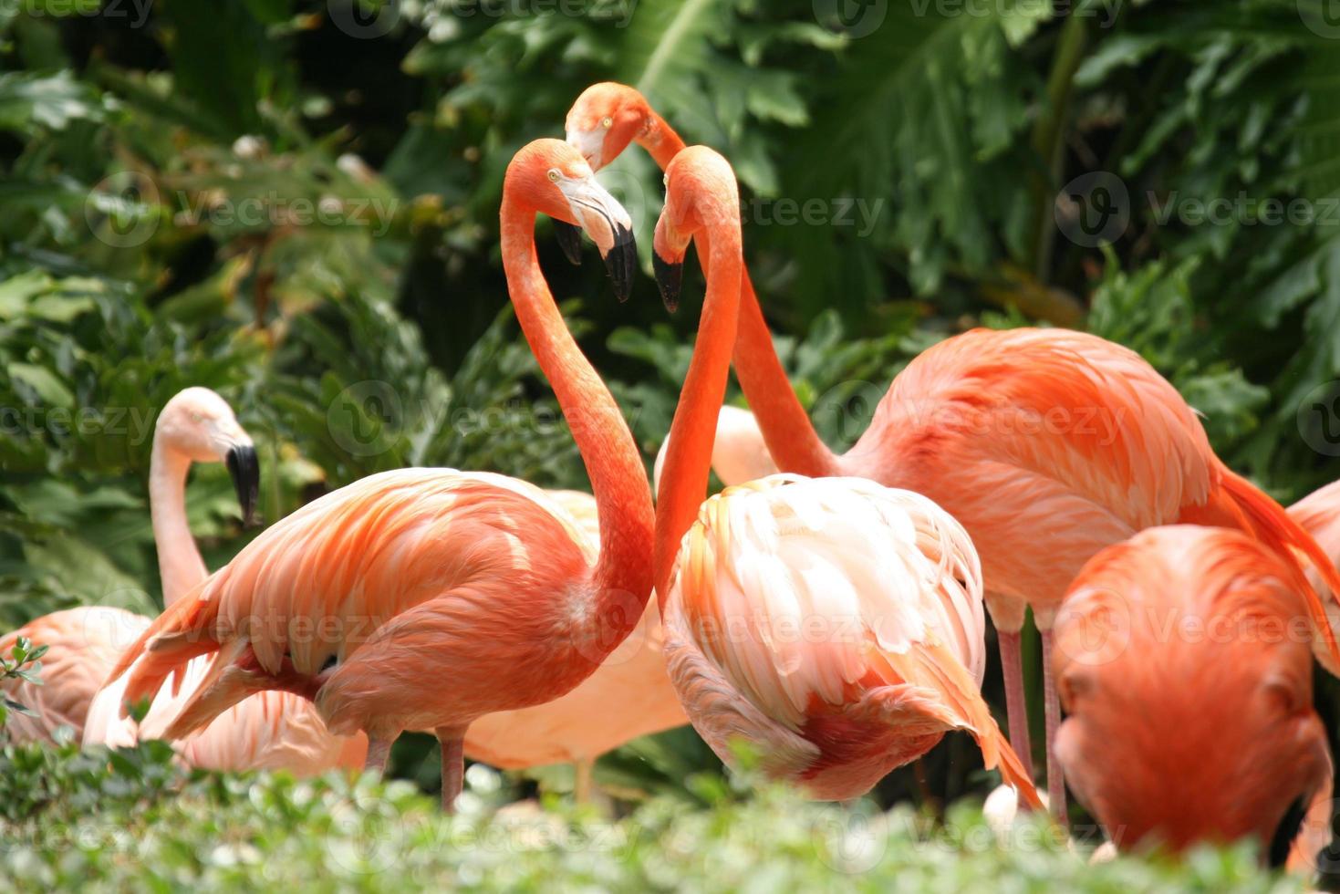 grupo de flamencos al aire libre foto