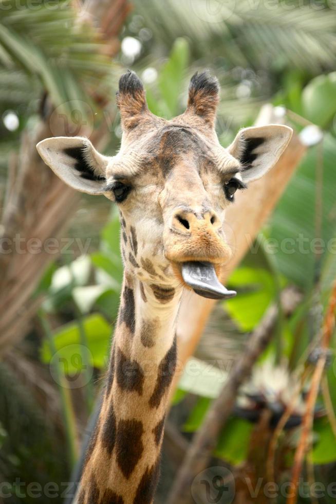 hilarante jirafa con lengua fuera foto
