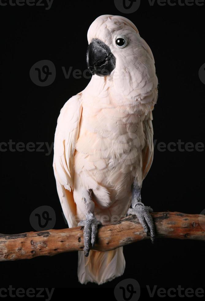 Male Moluccan Salmon Crested Cockatoo on a Wood Perch photo