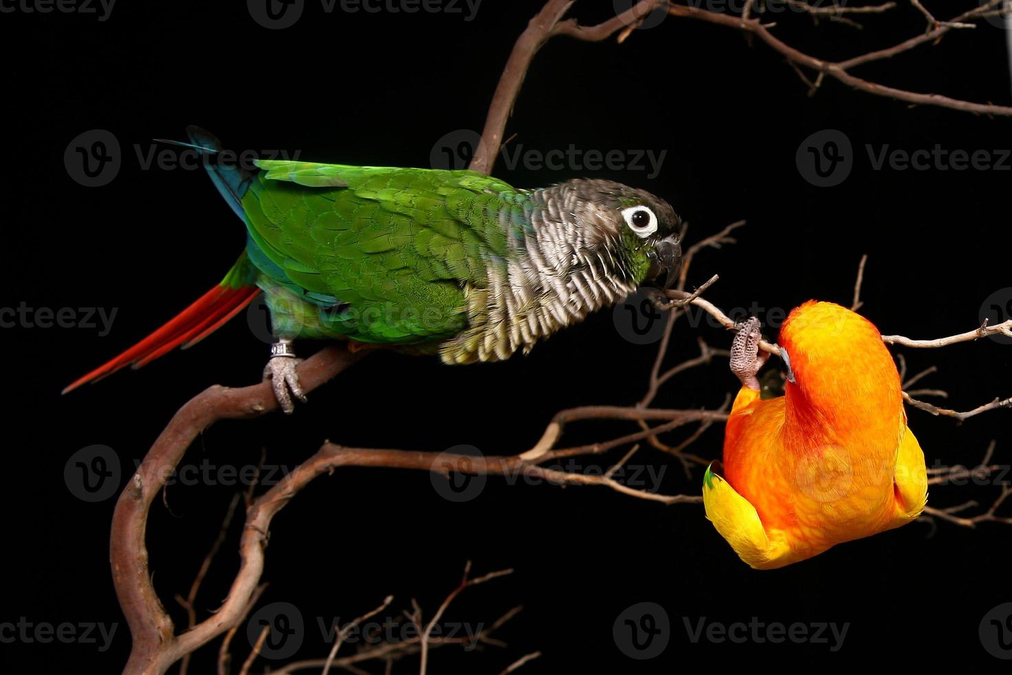 Sun and Green Cheek Conures Playing photo