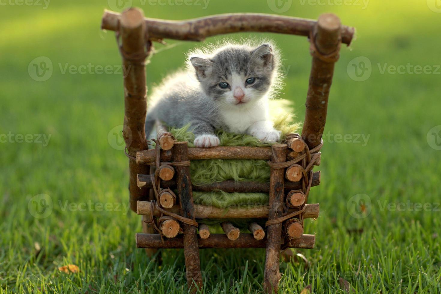 gatito bebé al aire libre en la hierba foto