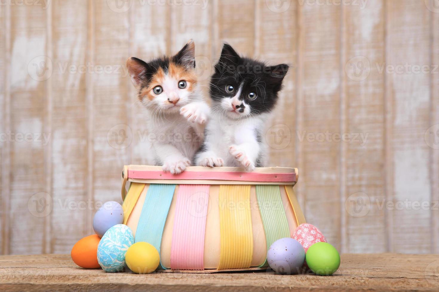 lindo par de gatitos dentro de una canasta de pascua foto