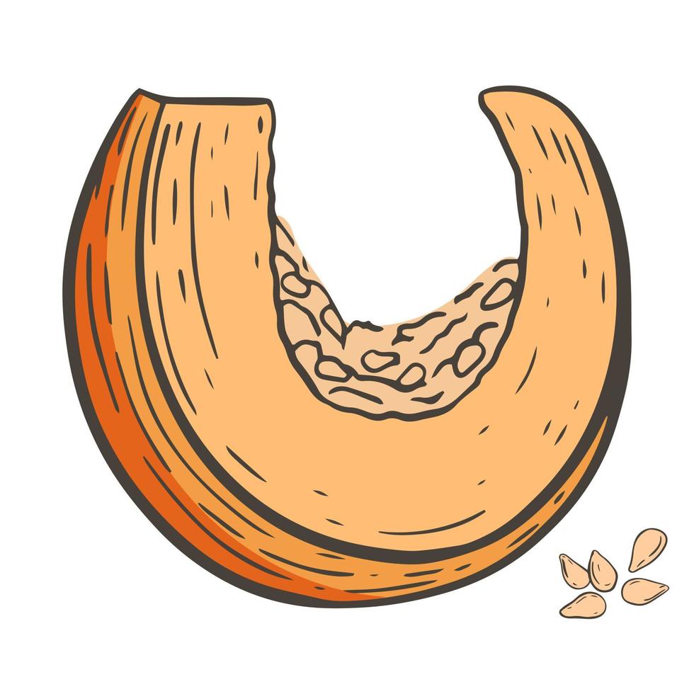 pumpkin seeds sketch vector illustration