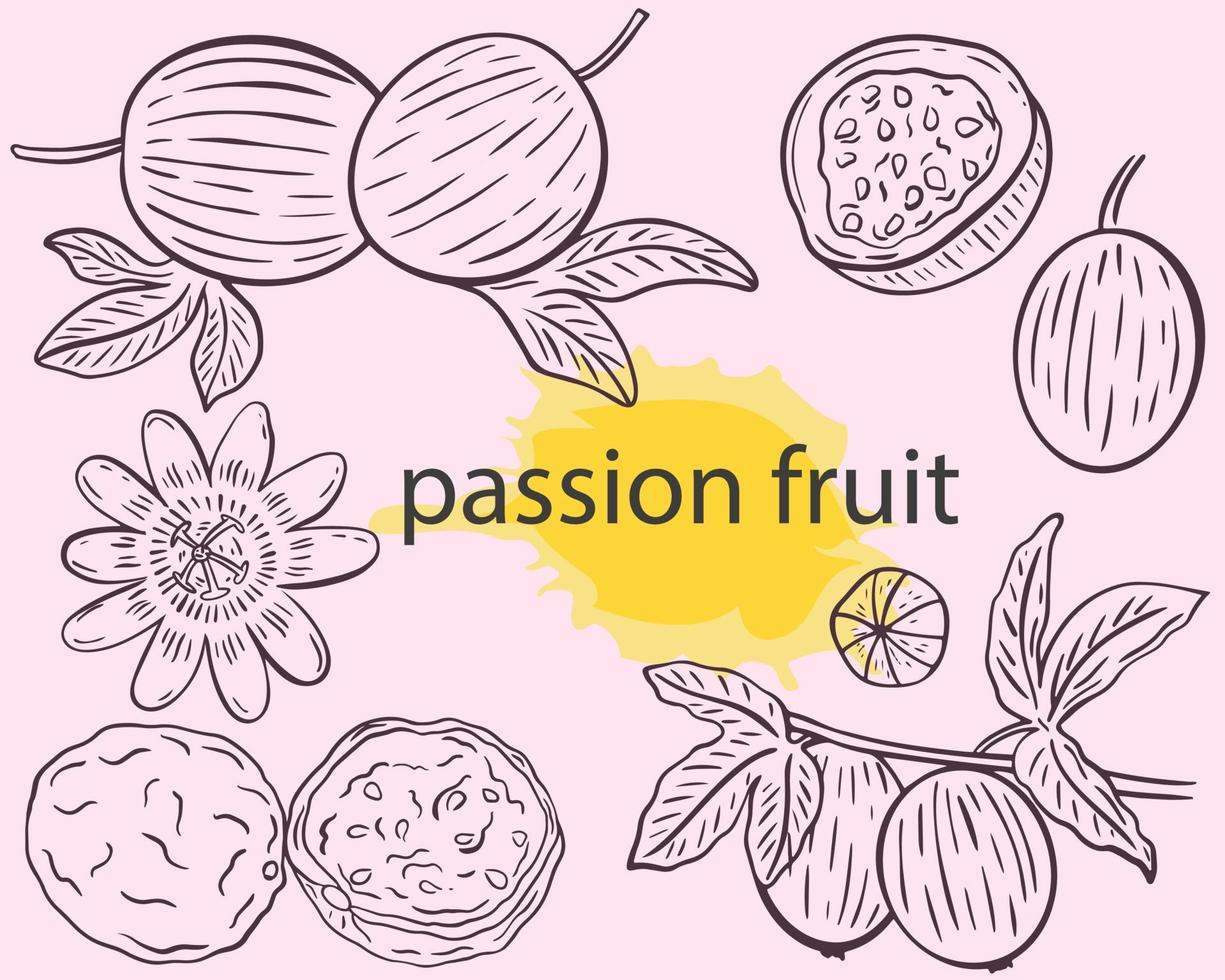 Ilustración de vector de conjunto de bocetos de fruta de la pasión