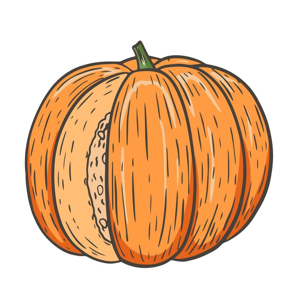 cosecha de otoño de calabaza naranja única redonda vector