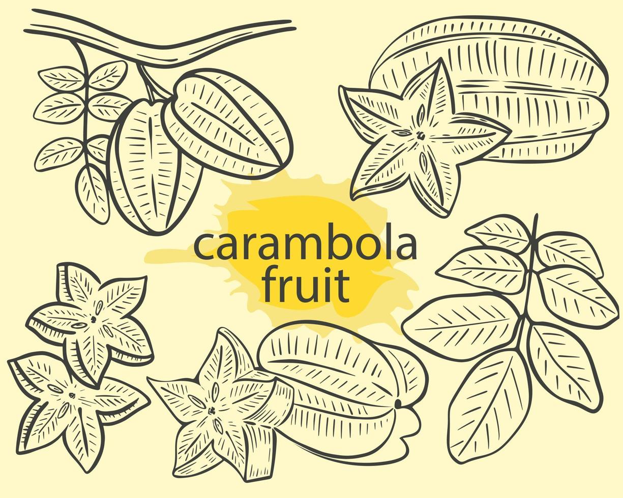 Carambola de fruta entera en una rama con hojas trozos de estrellas sketch vector