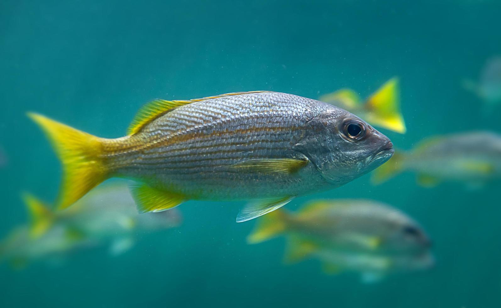 Live lutjanus madras or indian snapper fish swimming. photo