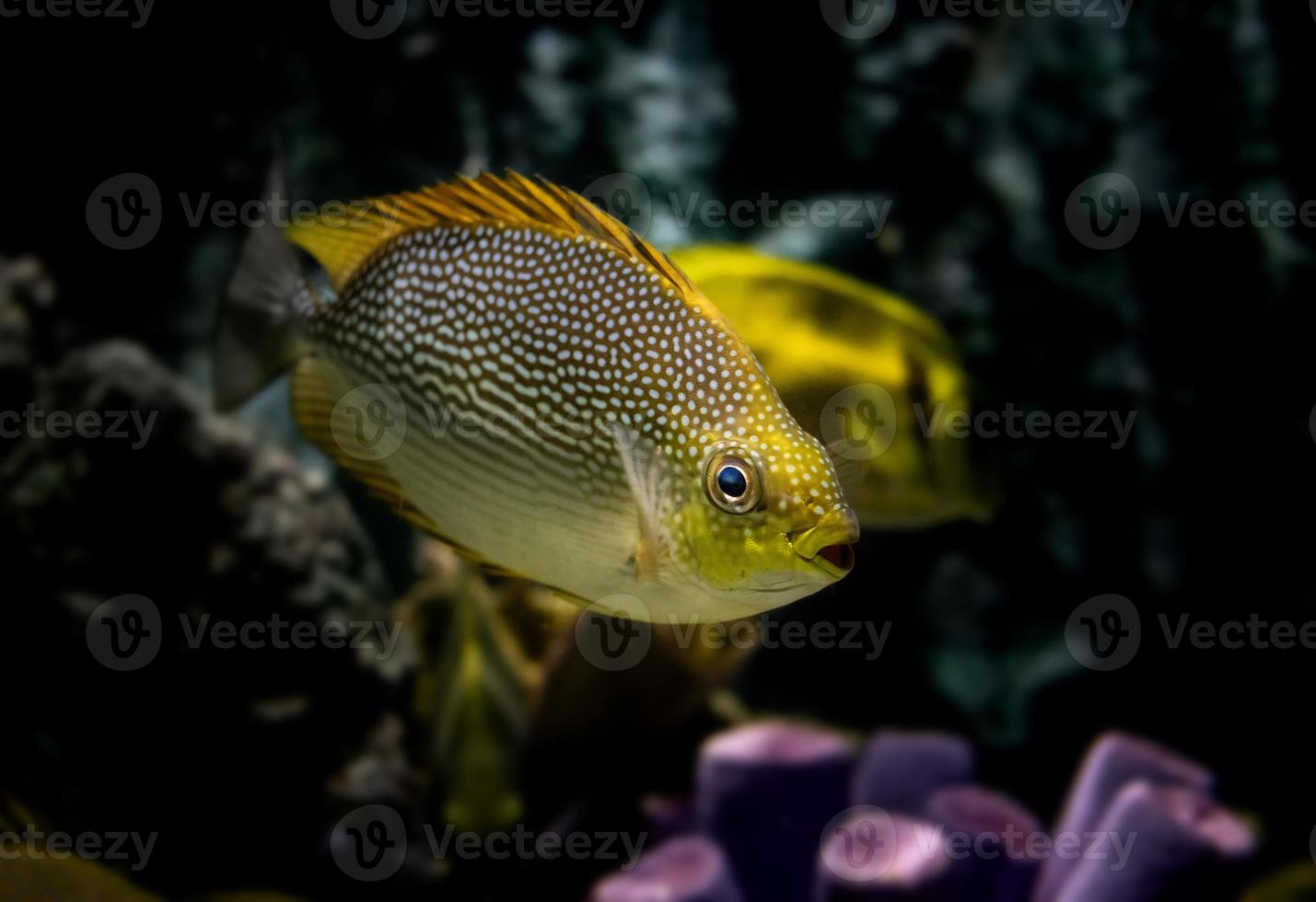 Live Java rabbit fish in water. photo