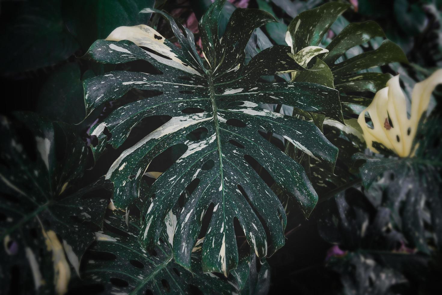 Tropical leafs garden with low lighting . photo