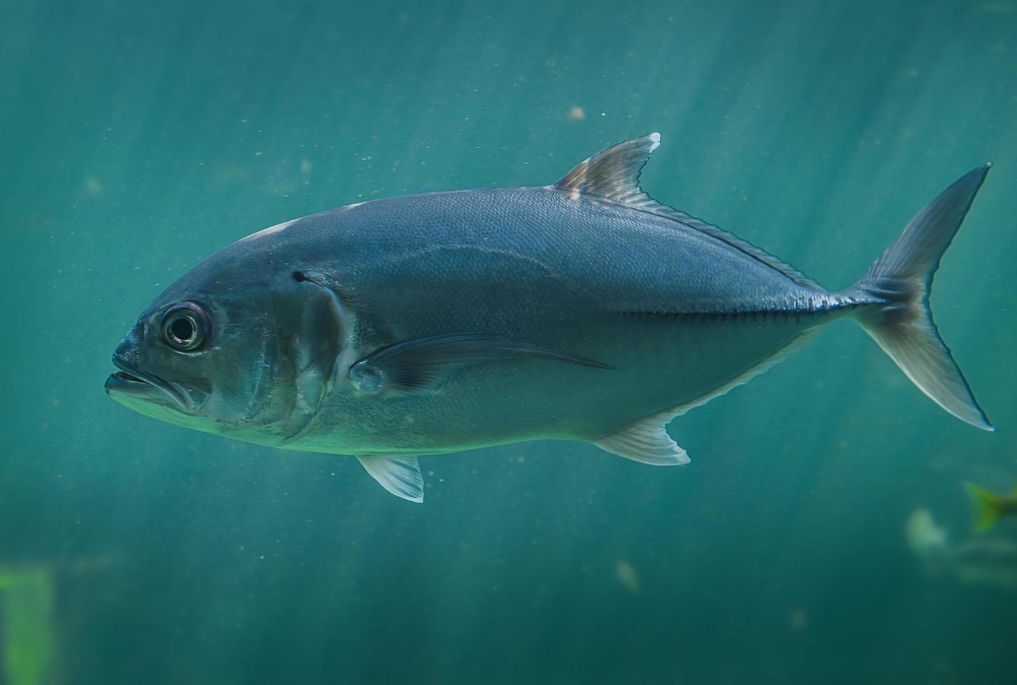 Live Jacks or Trevallies fish swimming. photo