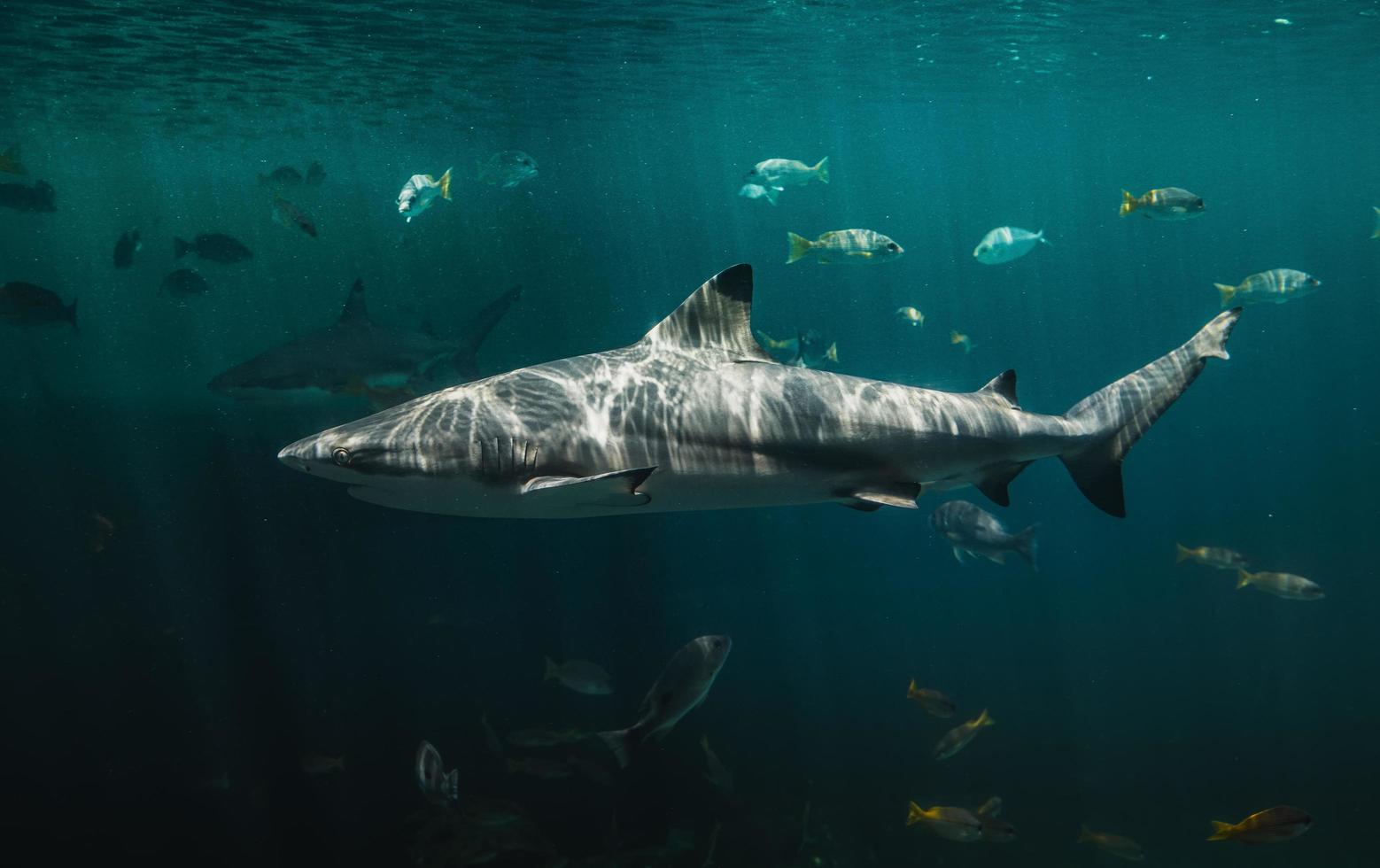 Blacktip reefs shark swimming in deep and dark green water. photo