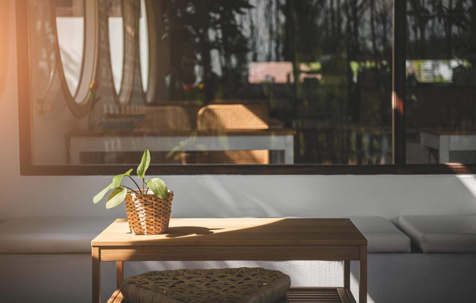 planta en maceta sobre la mesa con luz solar. foto