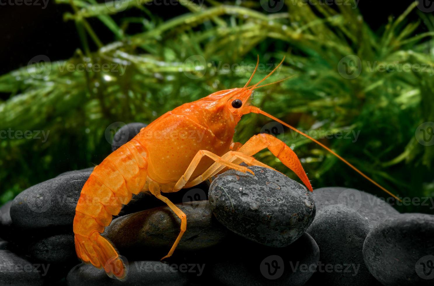 crías de cangrejo naranja vivo con hierba de roca y agua. foto