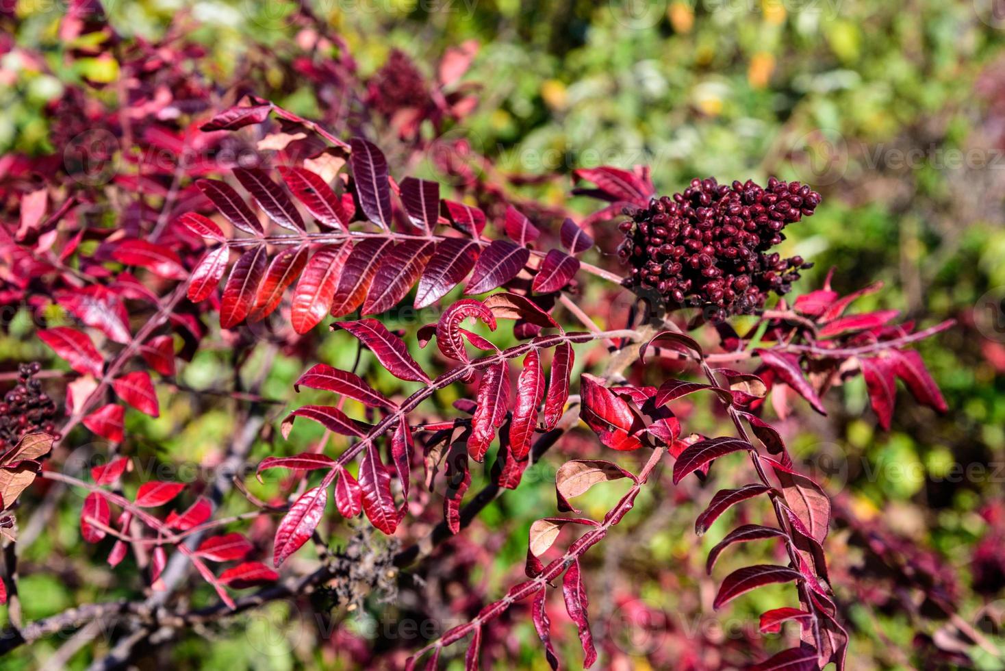 Autumn In Queens photo