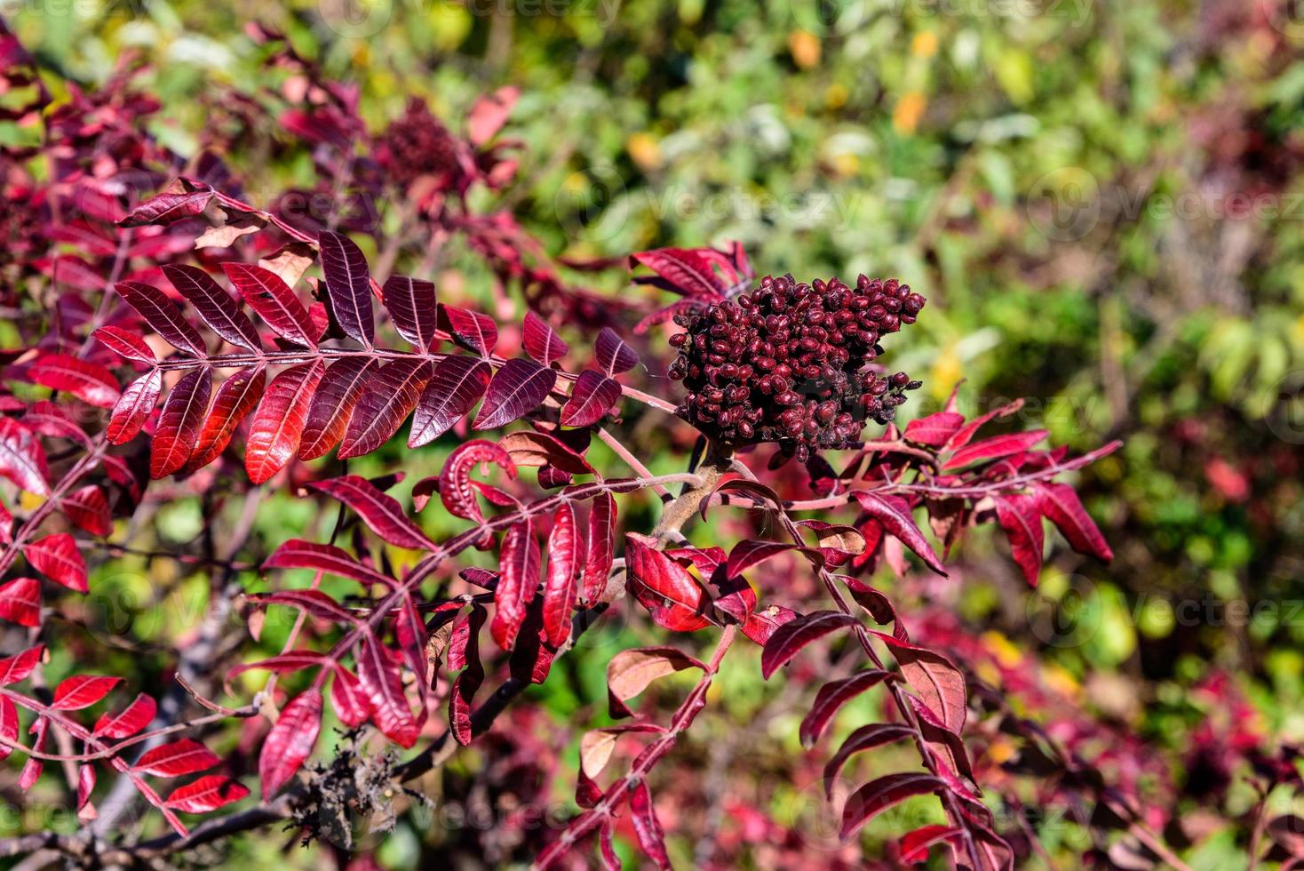 Autumn In Queens photo