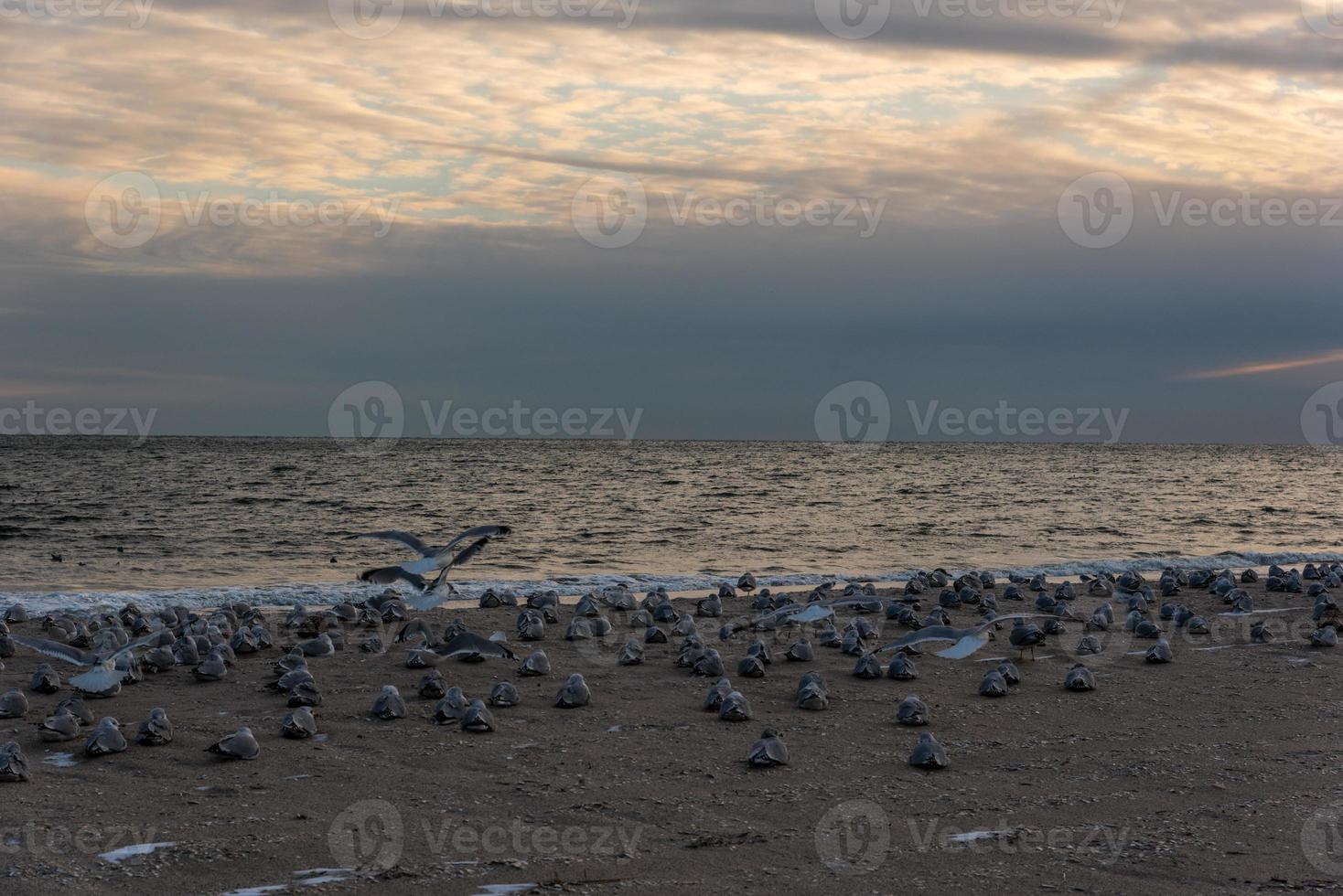 Winter Evening Beach photo