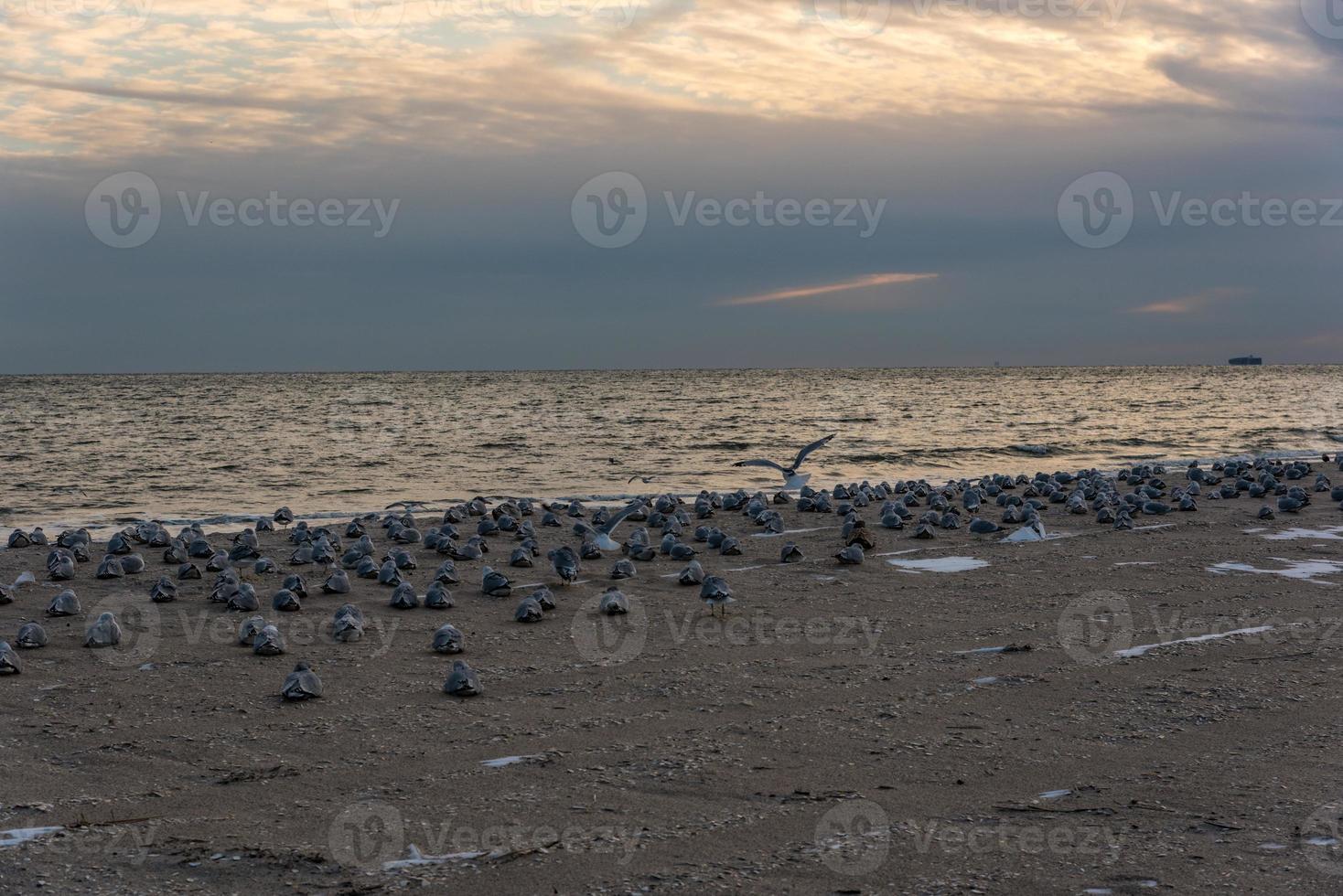 Winter Evening Beach photo