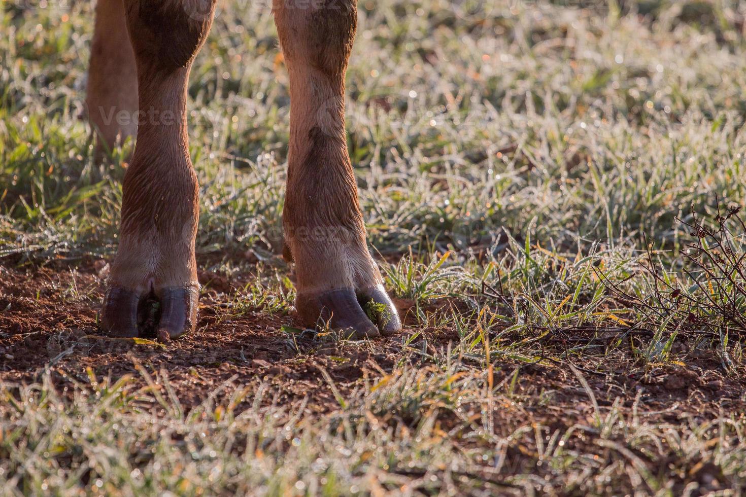 brown cows legs photo