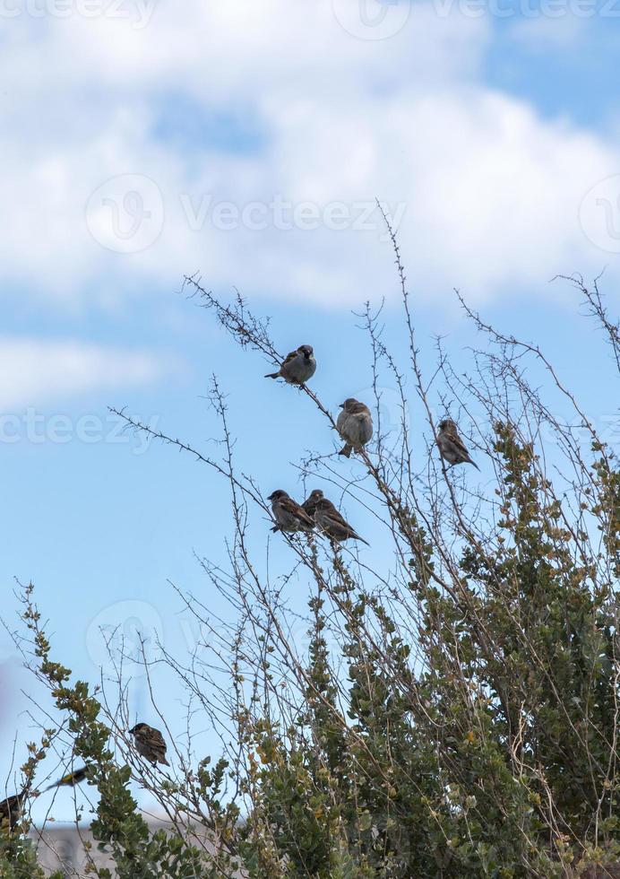 Common house sparrow birds on a shrub photo